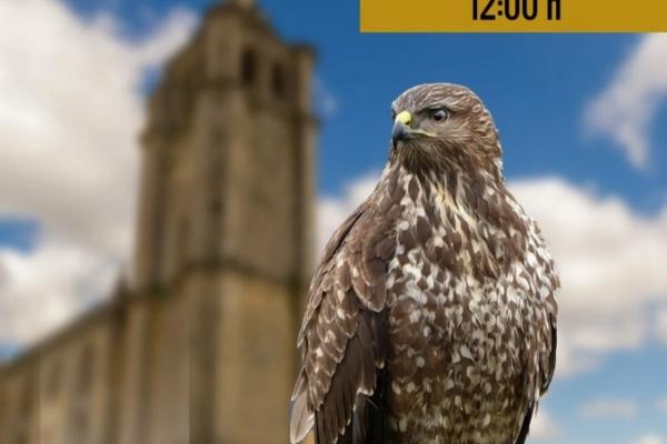 Taller de cetrería en la Fortaleza de la Mota